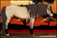 Horse Color:Amber Champagne Dun Splash Rabicano 