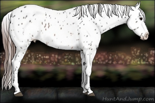 Horse Color:Brown Appaloosa 