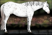Horse Color:Brown Appaloosa 