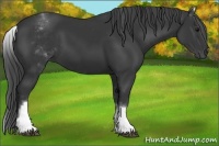 Horse Color:White Spotted Black 