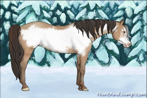 Horse Color:Sable Champagne Frame Rabicano