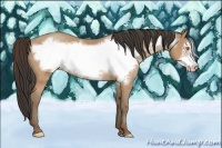 Horse Color:Sable Champagne Frame Rabicano