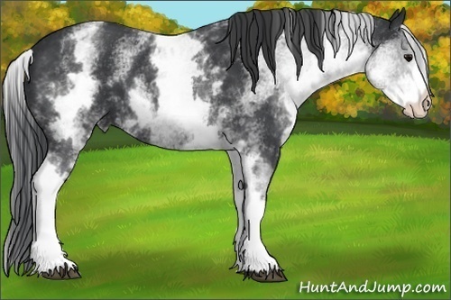 Horse Color:White Spotted Black 