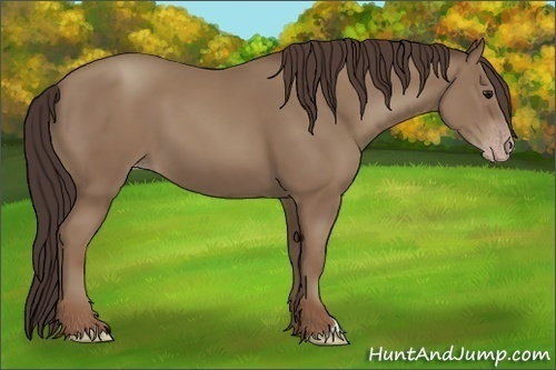 Horse Color:Classic Champagne 