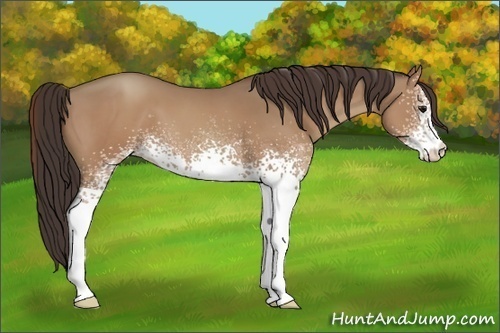 Horse Color:White Spotted Classic Champagne