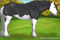 Horse Color:Black Chinchilla Splash 