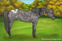 Horse Color:Grullo Varnish Rabicano 