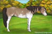 Horse Color:White Spotted Classic Champagne Rabicano