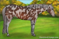 Horse Color:Bay Appaloosa 