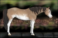 Horse Color:White Spotted Sable Champagne Rabicano