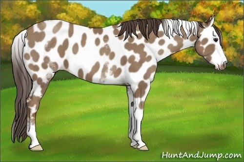 Horse Color:White Spotted Classic Champagne Tobiano Leopard