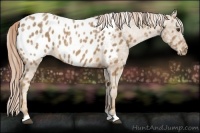 Horse Color:Palomino Ice Appaloosa 