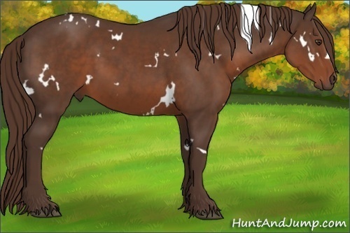 Horse Color:White Spotted Liver Chestnut 