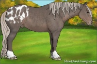Horse Color:Silver Black Appaloosa