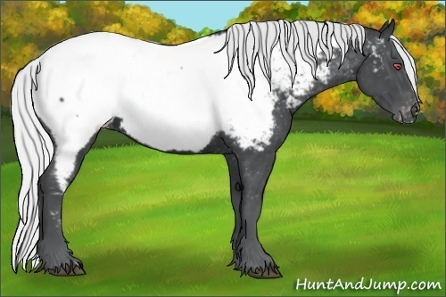 Horse Color:Silver Black Chinchilla Appaloosa 