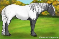 Horse Color:Silver Black Chinchilla Near Fewspot 
