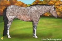 Horse Color:Bay Ice 