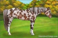 Horse Color:Liver Chestnut Appaloosa 