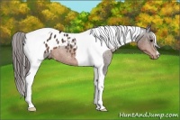 Horse Color:Brown Tobiano Appaloosa