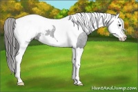 Horse Color:Black Splash Tobiano Snowcap 
