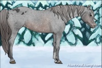 Horse Color:Brown Sabino Appaloosa Rabicano