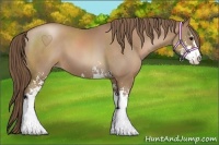 Horse Color:Black Pearl Sabino