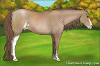 Horse Color:Black Pearl Sabino 