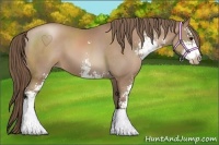 Horse Color:Black Pearl Sabino