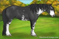 Horse Color:Black Sabino 