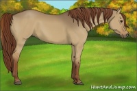 Horse Color:Red Dun 