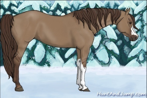 Horse Color:Liver Red Dun 