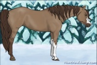 Horse Color:Liver Red Dun 