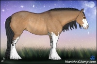 Horse Color:Bay Dun Sabino Rabicano