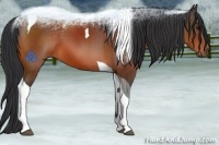 Horse Color:Bay Sabino Tobiano
