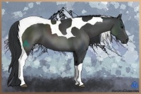 Horse Color:Black Sabino Tobiano 