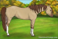 Horse Color:Red Dun Tobiano