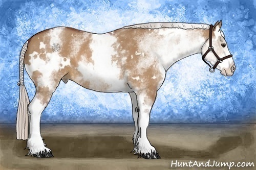 Horse Color:White Spotted Silver Bay Dun 