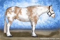 Horse Color:White Spotted Silver Bay Dun