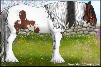 Horse Color:White Spotted Bay Tobiano
