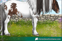 Horse Color:White Spotted Brown Tobiano 