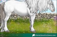 Horse Color:White Spotted Black Appaloosa