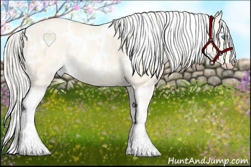 Horse Color:White Spotted Cremello Rabicano