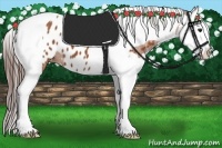 Horse Color:Bay Splash Tobiano Blanket 