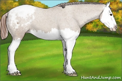 Horse Color:Classic Champagne Roan Splash Appaloosa