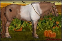 Horse Color:Chestnut  Brindle