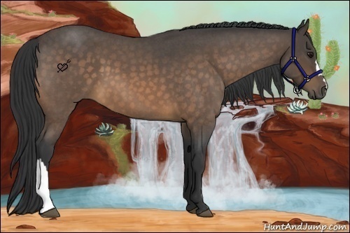 Horse Color:Buckskin Roan 