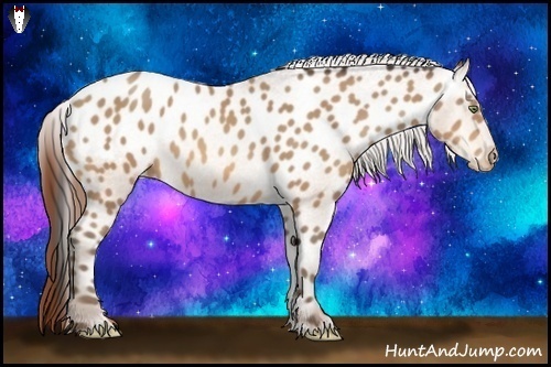 Horse Color:Amber Champagne Sabino Appaloosa Rabicano