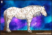 Horse Color:Amber Champagne Sabino Appaloosa Rabicano 