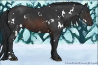 Horse Color:White Spotted Brown 