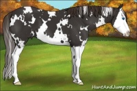 Horse Color:White Spotted Liver Chestnut Splash 